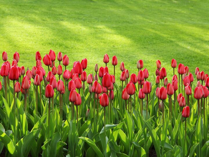 Święto tulipanów w Ogrodach Hortulus w Dobrzycy