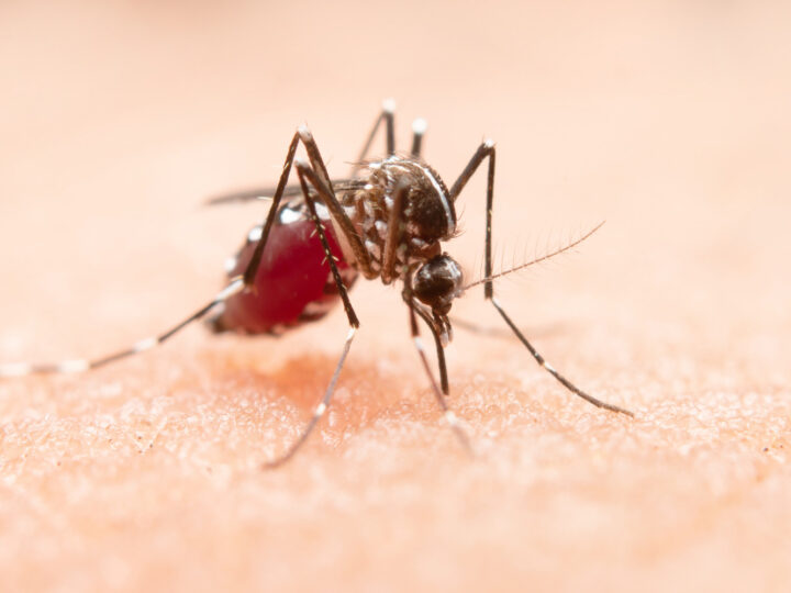Walka z komarami w Szczecinie: plan odkomarzania miasta