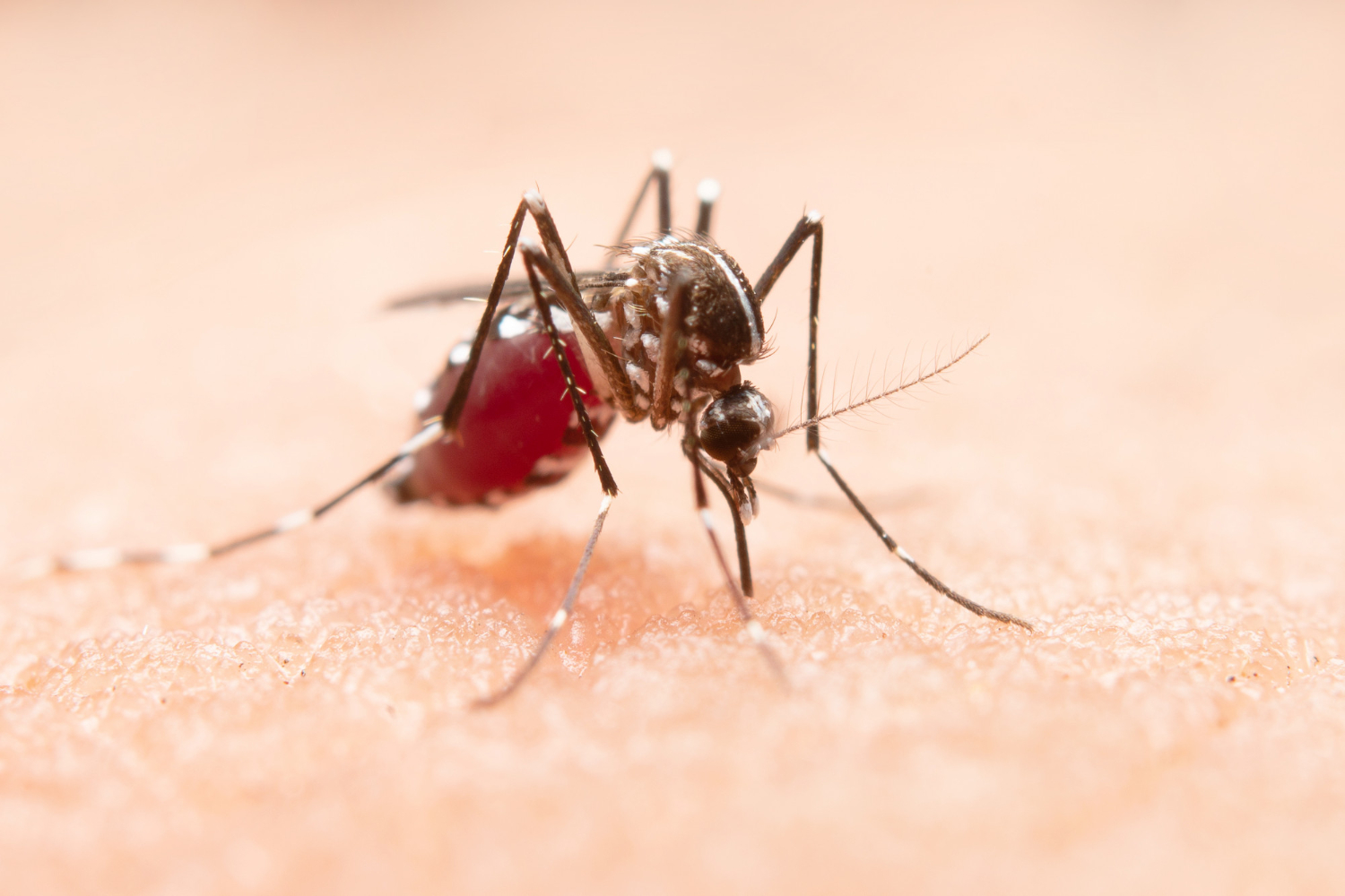 Walka z komarami w Szczecinie: plan odkomarzania miasta