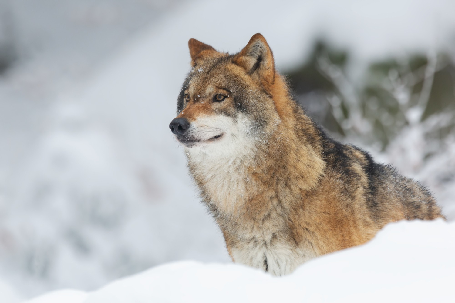 Uwaga na wilki w okolicy Międzyzdrojów: apel do mieszkańców i turystów