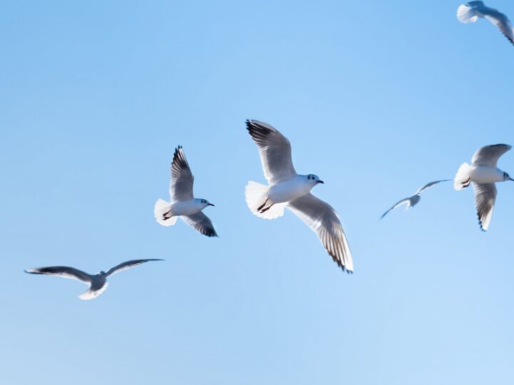 Przedwczesna migracja ptaków – niezwykłe zjawisko zaobserwowane przez ornitolodzy