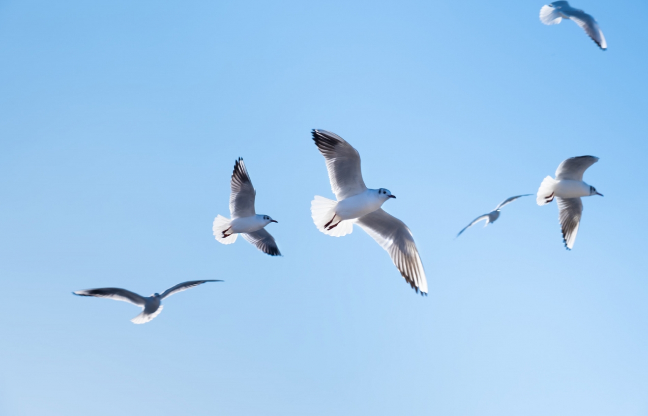 Przedwczesna migracja ptaków – niezwykłe zjawisko zaobserwowane przez ornitolodzy