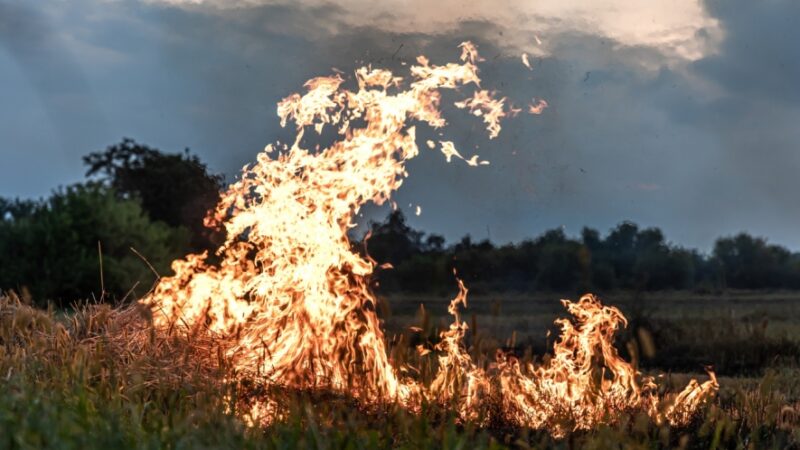 Pożar lasu w okolicy Rurki: interwencja straży pożarnej i samolotów gaśniczych