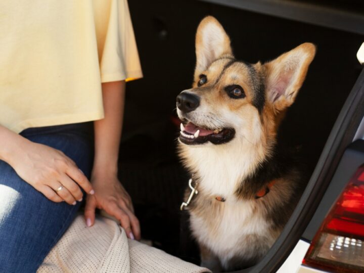 Kobieta ukarana wysokim mandatem za zostawienie psa w samochodzie