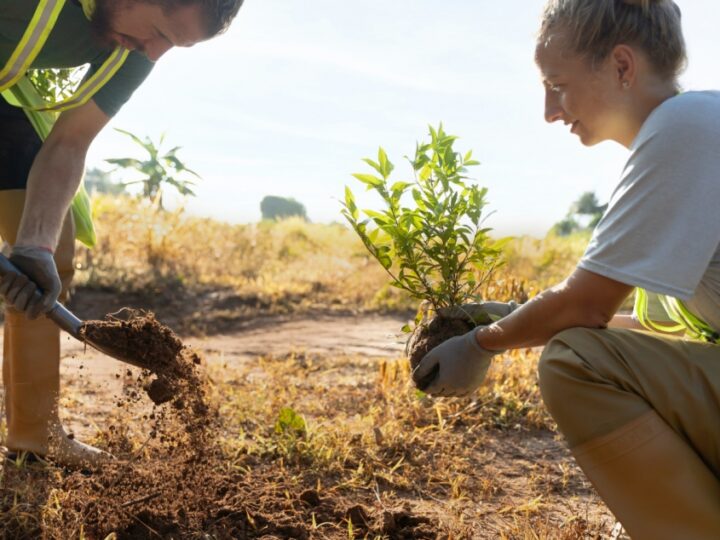 Odtwarzanie zieleni na skarpie Zamku Książąt Pomorskich w Szczecinie po katastrofie budowlanej