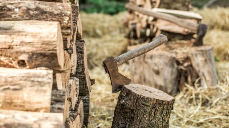 Spór wokół wycinki dębów w gminie Stara Dąbrowa: mieszkańcy domagają się spokoju