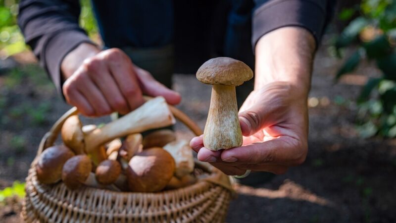 Bezpieczne grzybobranie: jak cieszyć się naturą i unikać zagrożeń