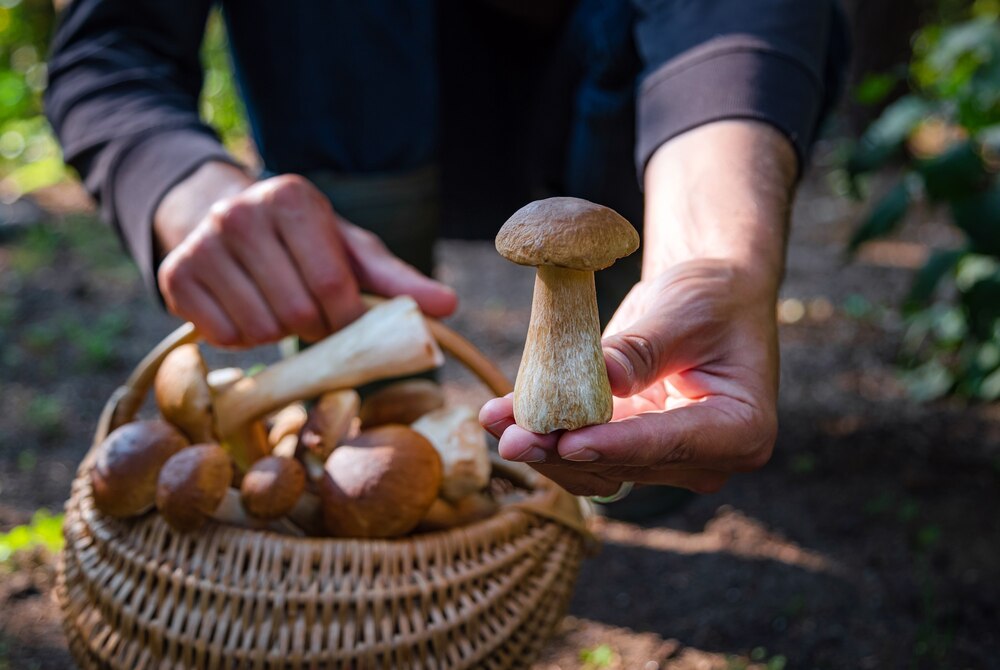 Bezpieczne grzybobranie: jak cieszyć się naturą i unikać zagrożeń