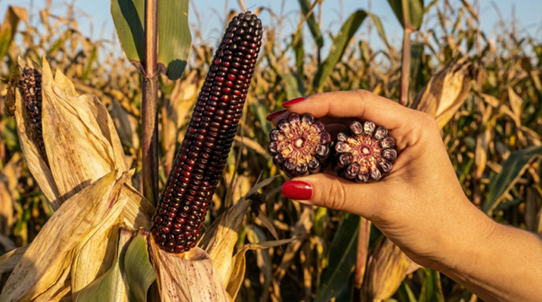 Kukurydza Kolorowa: Wszystko, co Musisz Wiedzieć o Odmianach Nocturno i Red One